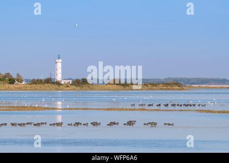 France, Picardie, Baie de Somme, Le Crotoy, Grande marées en Baie de Somme, les prés autour du Hourdel envahi par l'eau, blettes et cabanes de chasse que revenir avec la marée Banque D'Images