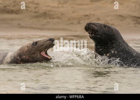 La France, Pas de Calais, la baie d'Authie, Berck sur Mer, le phoque gris (Halichoerus grypus), au début de l'automne, il est courant d'observer les phoques gris de jouer entre eux en simulacre de combat, c'est aussi un signe que la saison de reproduction s'approche Banque D'Images