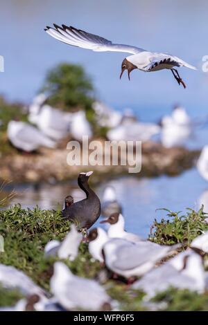 France, Picardie, Baie de Somme, Le Crotoy, le marais du Crotoy accueille chaque année une colonie de Mouette rieuse (Chroicocephalus ridibundus - Mouette) qui viennent nicher et se reproduire sur des îles au milieu des étangs, les conflits sont fréquents, ici avec un foulque qui a décidé de nicher également au milieu de la colonie Banque D'Images