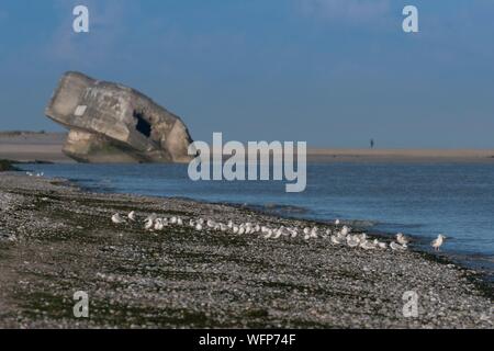 France, Picardie, Baie de Somme, Le Crotoy, mouettes à tête noire en face de le Crotoy Blockhaus Banque D'Images