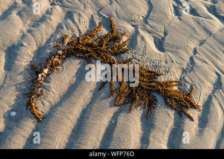 France, Picardie, Baie de Somme, Le Crotoy, algue échouée sur le sable dans la mer sur la plage Banque D'Images