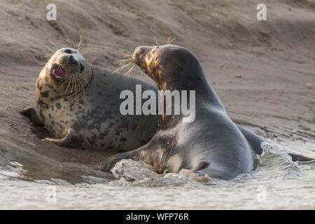 La France, Pas de Calais, la baie d'Authie, Berck sur Mer, le phoque gris (Halichoerus grypus), au début de l'automne, il est courant d'observer les phoques gris de jouer entre eux en simulacre de combat, c'est aussi un signe que la saison de reproduction s'approche Banque D'Images