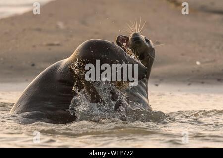 La France, Pas de Calais, la baie d'Authie, Berck sur Mer, le phoque gris (Halichoerus grypus), au début de l'automne, il est courant d'observer les phoques gris de jouer entre eux en simulacre de combat, c'est aussi un signe que la saison de reproduction s'approche Banque D'Images