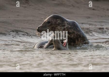 La France, Pas de Calais, la baie d'Authie, Berck sur Mer, le phoque gris (Halichoerus grypus), au début de l'automne, il est courant d'observer les phoques gris de jouer entre eux en simulacre de combat, c'est aussi un signe que la saison de reproduction s'approche Banque D'Images