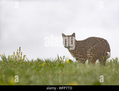 Bobcat (Lynx rufus), point Reyes National Seashore, Californie Banque D'Images
