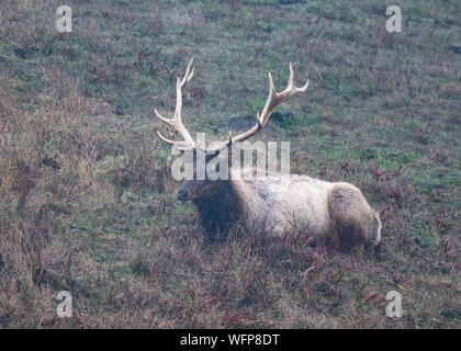 Tule Elk (Cervus canadensis nannodes) Bull, point Reyes National Seashore, Californie Banque D'Images