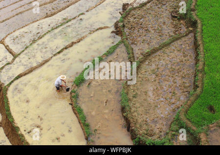 Voir plus Sapa paysage avec rizières et maisons. La plantation de plants de riz en terrasse rizière au Vietnam. L'agriculture et produit du riz vietnamien Banque D'Images