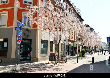 La France, Bas Rhin, Strasbourg, quartier de la gare, rue de la Petite Cours, fleur de cerisier, Hôtel Graffalgar Banque D'Images