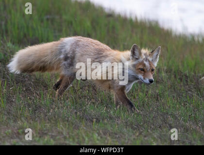 La chasse au renard rouge à Nome en Alaska Banque D'Images