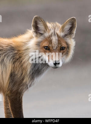 La chasse au renard rouge à Nome en Alaska Banque D'Images