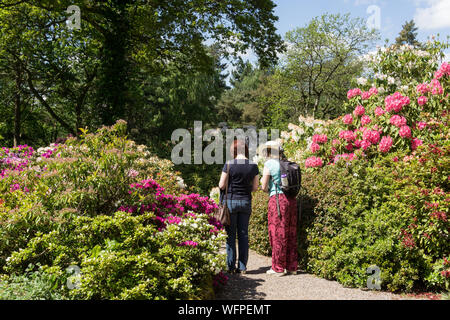 Lea Gardens, Rhododendron gardens situé dans trois acres et demi, à l'extérieur du village de Lea, près de Matlock, Derbyshire, Royaume-Uni Banque D'Images