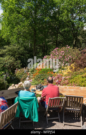 Lea Gardens, Rhododendron gardens situé dans trois acres et demi, à l'extérieur du village de Lea, près de Matlock, Derbyshire, Royaume-Uni Banque D'Images