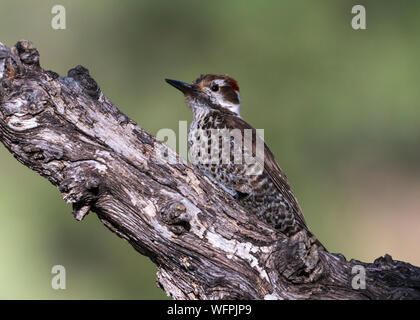 Pic du bois de l'Arizona (Picoides arizonae), Arizona du Sud, États-Unis Banque D'Images