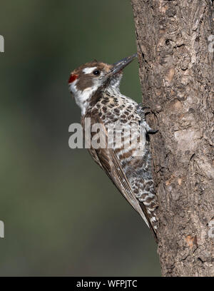 Pic du bois de l'Arizona (Picoides arizonae), Arizona du Sud, États-Unis Banque D'Images