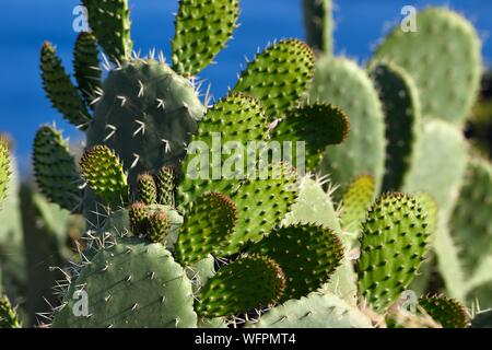 Italie, Sicile, Îles Éoliennes, inscrite au Patrimoine Mondial de l'UNESCO, l'île de Lipari, le figuier de Barbarie (Opuntia ficus-indica) Banque D'Images