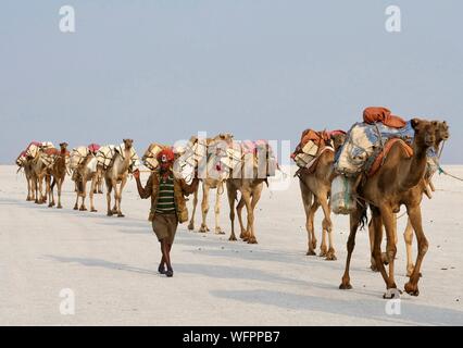 L'Éthiopie, dépression Danakil, un berger Afar guide ses chameaux transportant des briques de sel extrait du lac Karoum Banque D'Images