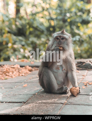 Manger dans le singe Monkey Forest, Ubud - Bali Banque D'Images