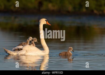 France, somme (80), Baie de Somme, le Crotoy Marsh, mute swan (Cygnus olor - Famille Cygne Muet) avec des bébés Banque D'Images