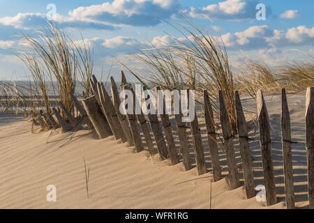 France, somme (80), Côte Picarde, Fort-Mahon, les dunes du Marquenterre, entre Fort-Mahon et la baie d'Authie, les dunes blanches couvertes d'oyats pour les stabiliser Banque D'Images