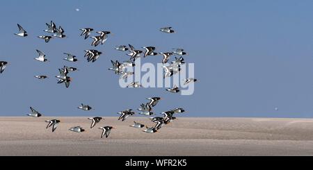 France, Picardie, Baie de Somme, l'Huîtrier pie (Haematopus ostralegus Eurasian Oystercatcher) flight délogée par la marée montante Banque D'Images