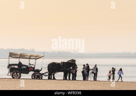 France, Picardie, Baie de Somme, réserve naturelle de la Baie de Somme, Le Crotoy, Maye, chevaux de trait et d'attelage d'un guide nature qui emmène les touristes pour voir les phoques de la Baie de Somme Banque D'Images