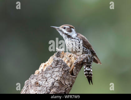 Pic-bois de l'Arizona (Picoides arizonae), un pic-bois originaire du sud de l'Arizona et du Nouveau-Mexique et de la Sierra Madre Banque D'Images