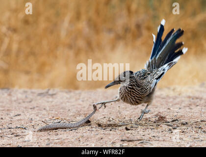 Greater Roadrunner (Geococcyx californianus) combattant un crotale à crotale de l'Ouest (Crotalus atrox), désert de Sonora, Arizona, Amérique du Nord Banque D'Images