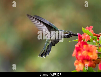 Le colibri de Rivoli ou magnifique colibri (Eugenes fulgens), est une espèce de colibri dans les «joyaux de montagne» Banque D'Images