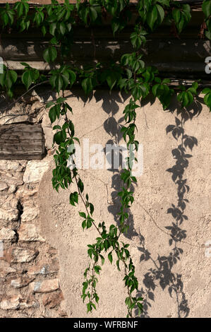 Mur détérioré avec cep pour les fonds et textures Banque D'Images