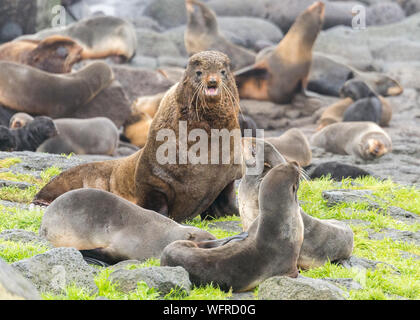 Otarie à fourrure du nord des îles Pribilof, Alaska Banque D'Images