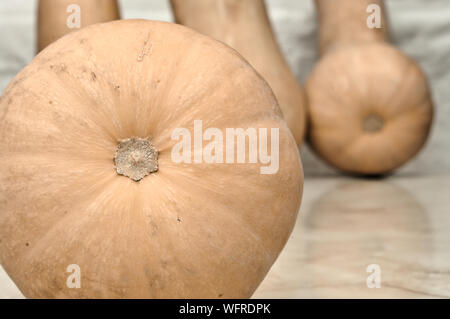 Citrouille allongée variété 'Moscada de Provenza' pour les fonds et textures Banque D'Images