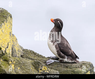 Perruche Auklet (Aethia psittacula), un petit oiseau de mer du Pacifique Nord Banque D'Images