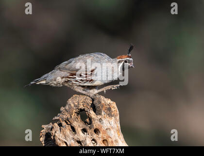 Gambel's Quail, Elephant Head Pond, Arizona du Sud, Désert de Sonoran, États-Unis Banque D'Images