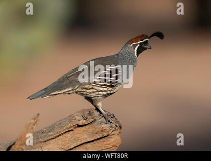 Gambel's Quail, Elephant Head Pond, Arizona du Sud, Désert de Sonoran, États-Unis Banque D'Images