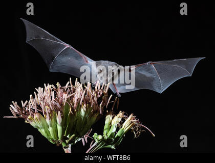 Proboscis Long mexicaine bat dans le sud de l'Arizona Banque D'Images