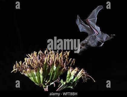 Proboscis Long mexicaine bat dans le sud de l'Arizona Banque D'Images