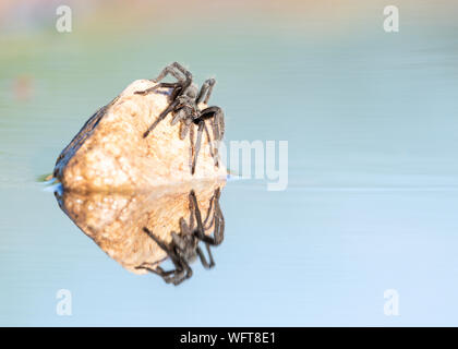 Tarantula regardant la réflexion dans l'eau, désert de Sonora, Arizona, Etats-Unis Banque D'Images