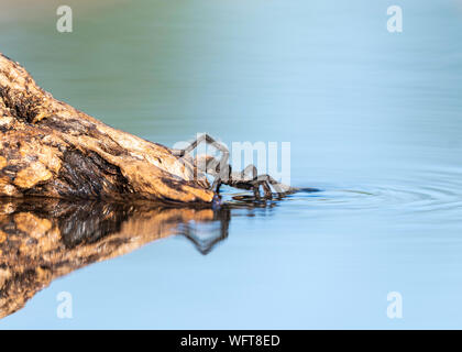 Tarantula en prenant un verre après la pluie de mousson en désert de Sonora, Tuscon Arizona Banque D'Images