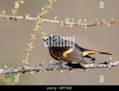 American Redstart (Setophaga ruticilla), nord du Michigan pendant la migration printanière Banque D'Images