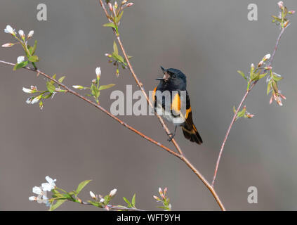 American Redstart (Setophaga ruticilla), nord du Michigan pendant la migration printanière Banque D'Images