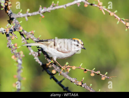 Kinglet couronné d'or (Regulus satrapa) Banque D'Images