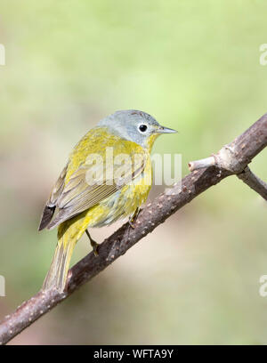 La Paruline de Nashville (Leiothlypis ruficapilla) est un petit oiseau chanteur de la famille des parulines du Nouveau monde, que l'on trouve en Amérique du Nord et en Amérique centrale Banque D'Images