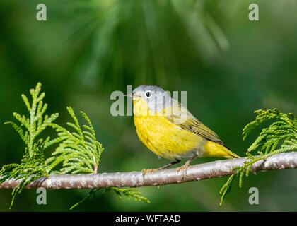 La Paruline de Nashville (Leiothlypis ruficapilla) est un petit oiseau chanteur de la famille des parulines du Nouveau monde, que l'on trouve en Amérique du Nord et en Amérique centrale Banque D'Images