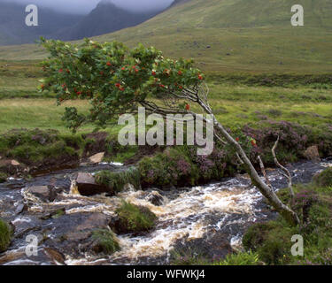 Highland, vent, brouillard d'eau en cascade, Rowan et Heather sur l'île de Skye, Écosse, Royaume-Uni Banque D'Images