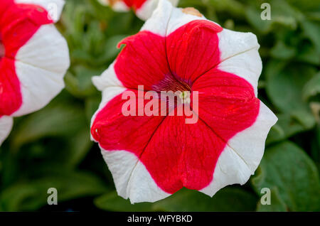 Plan Macro sur un beau rouge et blanc fleur Pétunia avec un fond vert. Banque D'Images