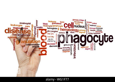 Mot phagocyte concept cloud Banque D'Images