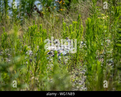 Un troupeau de phoques annelés, pluviers peu Charadrius dubius, se cacher dans les herbes hautes le long des rives de la rivière Tama à Kawasaki, Japon. Banque D'Images