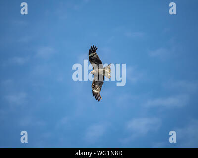 Un hibou noir japonais, kite Milvus migrans lineatus, des cercles au-dessus de la rivière Tama à Kanagawa, Japon, par un beau jour d'été. Banque D'Images