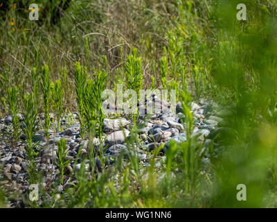 Un troupeau de phoques annelés, pluviers peu Charadrius dubius, se cacher dans les herbes hautes le long des rives de la rivière Tama à Kawasaki, Japon. Banque D'Images