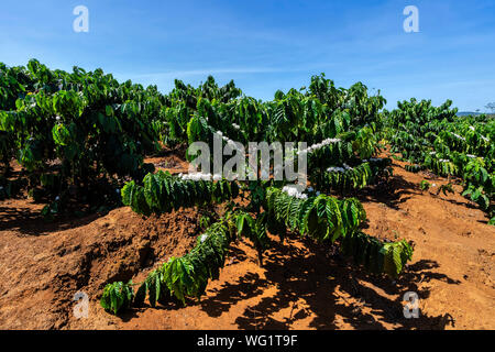 Fleur de café arabica et robusta sur baies arbre en ferme, Gia Lai, au Vietnam Banque D'Images